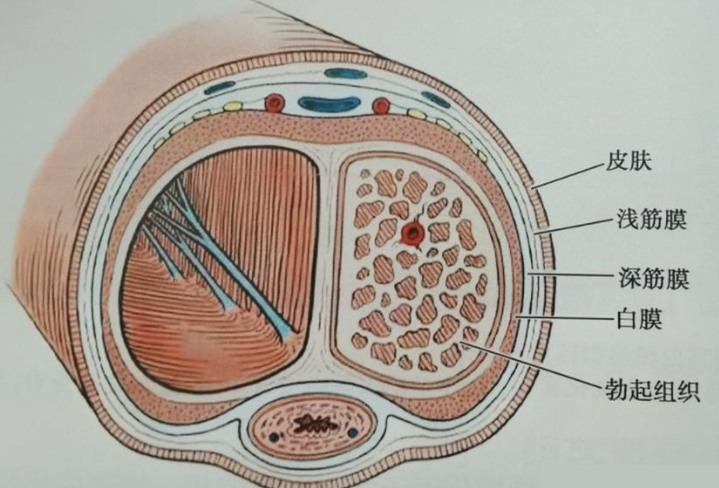 飞机杯使用安全性与健康影响深度解析