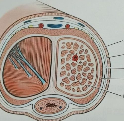飞机杯使用安全性与健康影响深度解析